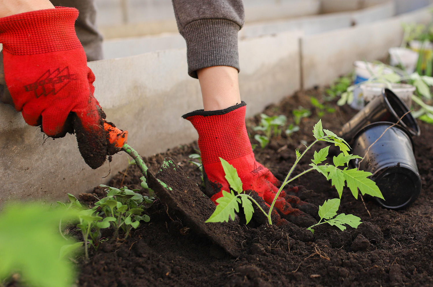 Cordes-Objektpflege-Gartenpflege-Nachpflanzung-3 Cordes-Objektpflege-Gartenpflege-Nachpflanzung-3